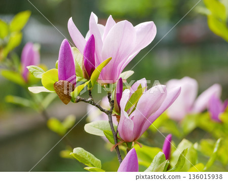 Pink Magnolia Buds and Flowers Blooming on Branch in Spring Garden in Vienna Pink Magnolia Buds and Flowers Blooming on Branch in Spring Garden in Vienna 136015938