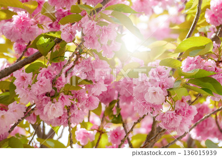 Pink Cherry Blossom with Sunlight Backlight in Vienna Pink Cherry Blossom with Sunlight Backlight in Vienna 136015939