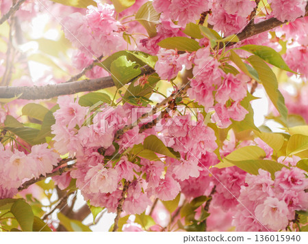 Pink Cherry Blossom with Sunlight Backlight in Vienna Pink Cherry Blossom with Sunlight Backlight in Vienna 136015940