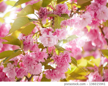 Pink Cherry Blossom with Sunlight Backlight in Vienna Pink Cherry Blossom with Sunlight Backlight in Vienna 136015941