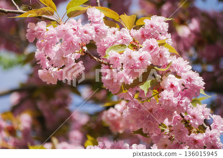 Vibrant pink sakura cherry blossoms blooming on a tree branch at the background of blue sky. Spring nature background with soft bokeh for floral, seasonal, romance, and beauty themes 136015945