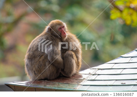 Japanese macaques at Takasakiyama Natural Zoo 136016087