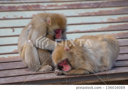 Japanese macaques at Takasakiyama Natural Zoo 136016089