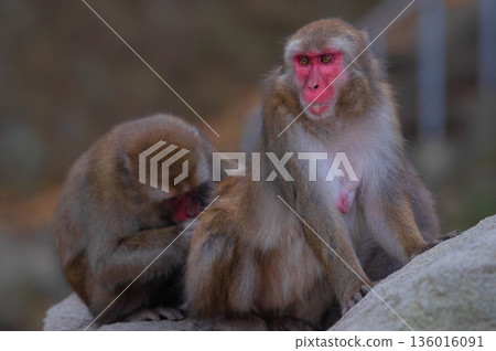 Japanese macaques at Takasakiyama Natural Zoo 136016091