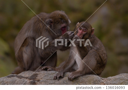 高崎山自然動物園的日本獼猴 136016093
