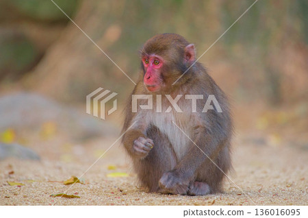 Japanese macaques at Takasakiyama Natural Zoo Japanese macaques at Takasakiyama Natural Zoo 136016095