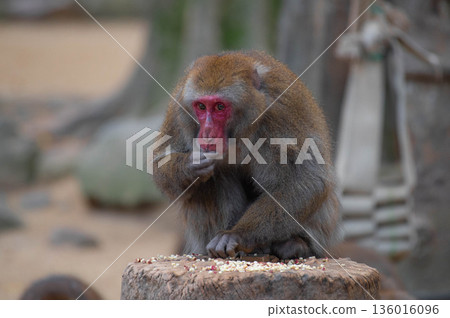 Japanese macaques at Takasakiyama Natural Zoo Japanese macaques at Takasakiyama Natural Zoo 136016096