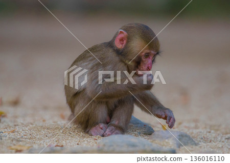 Japanese macaques at Takasakiyama Natural Zoo Japanese macaques at Takasakiyama Natural Zoo 136016110