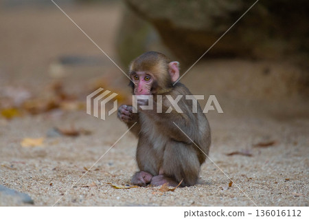 高崎山自然動物園的日本獼猴 高崎山自然動物園的日本獼猴 136016112