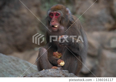Japanese macaques at Takasakiyama Natural Zoo 136016117
