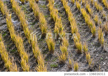 Agricultural image (rice cultivation: after harvest) Agricultural image (rice cultivation: after harvest) 136016311