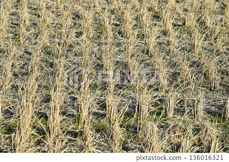 Agricultural image (rice cultivation: after harvest) Agricultural image (rice cultivation: after harvest) 136016321