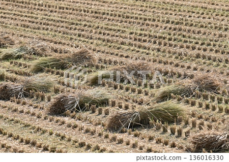 Agricultural image (rice cultivation: after harvest) Agricultural image (rice cultivation: after harvest) 136016330