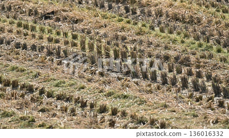 Agricultural image (rice cultivation: after harvest) Agricultural image (rice cultivation: after harvest) 136016332