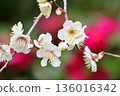 白色的梅花映襯著模糊的山茶花，第一部 136016342