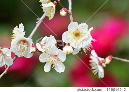 白色的梅花映襯著模糊的山茶花，第一部 136016342