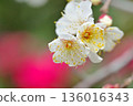 白色梅花映襯著模糊的山茶花，第二部 136016343