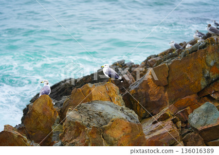 Seagulls sits on the rock, East sea. South Korea Seagulls sits on the rock, East sea. South Korea 136016389