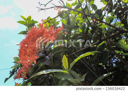 Close-up of Chinese ixora in the garden with green leaves. Flower and plant. 136016422