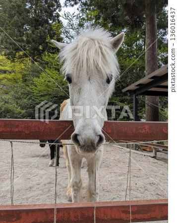 Shiro-chan, the white horse at the lower shrine of Nyukawakami Shrine Shiro-chan, the white horse at the lower shrine of Nyukawakami Shrine 136016437