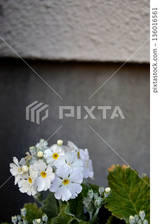 Primula Primula 136016561