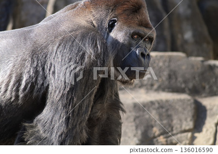 The gorilla whispers "See you again" with his eyes as he leaves 136016590