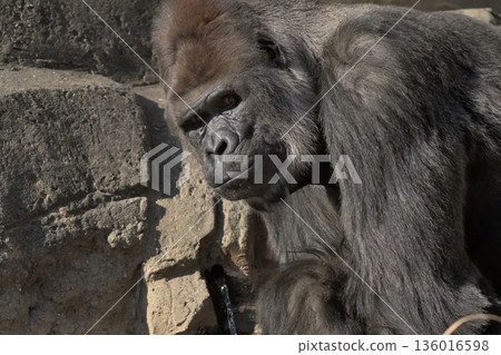 大猩猩看起來很不滿意，說如果有個杯子，喝水就容易多了。 136016598