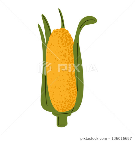 Corn Cob Maize Vegetable Illustration 136016697