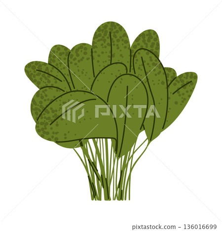 Spinach Leafy Greens Vegetable Illustration Spinach Leafy Greens Vegetable Illustration 136016699