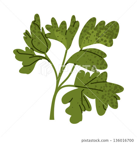 Parsley Herb Green Leaves Illustration Parsley Herb Green Leaves Illustration 136016700