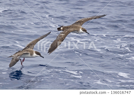 Pair of Great Shearwater, Ardenna gravis in flight 136016747
