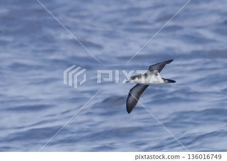 Manx Shearwater, Puffinus puffinus in flight 136016749