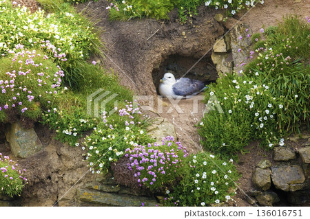 Northern Fulmar, Fulmarus glacialis in a nest 136016751