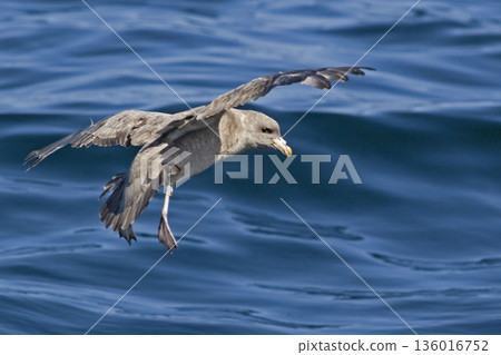 View of Northern Fulmar, Fulmarus glacialis landing at sea 136016752