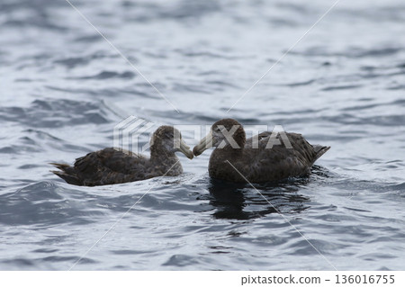 Pair Northern Giant Petrel, Macronectes halli 136016755