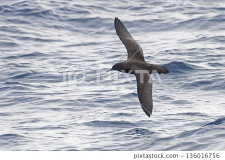 Sooty Shearwater, Puffinus griseus in flight Sooty Shearwater, Puffinus griseus in flight 136016756