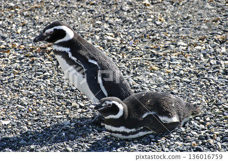 Pair of Magellanic Penguin, Spheniscus magellanicus, from Patagonia, Argentina 136016759