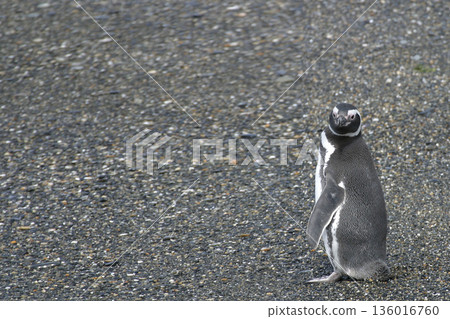 Magellanic Penguin, Spheniscus magellanicus, from Patagonia, Argentina 136016760