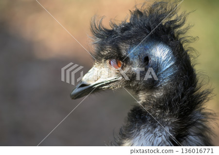 Emus with naturally curly hair may not be afraid of people Emus with naturally curly hair may not be afraid of people 136016771
