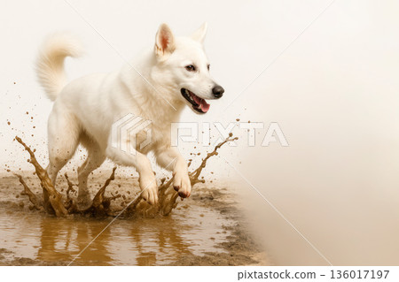 A white dog jumps into a muddy puddle, spraying water. Space for text. 136017197
