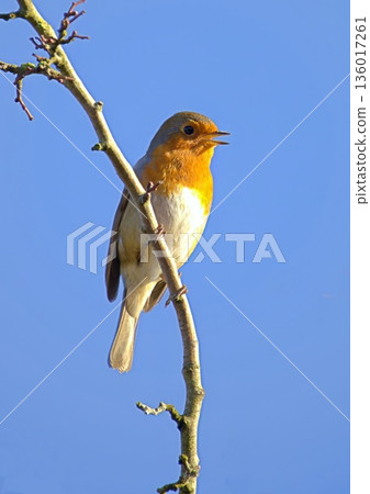 Robin singing in the springtime 136017261