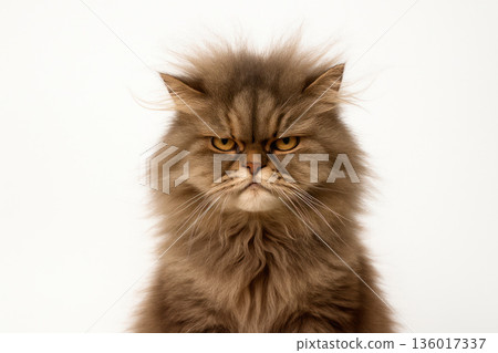 A gray fluffy cat with a disgruntled muzzle. 136017337