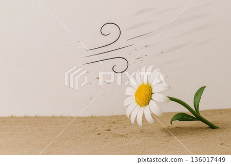 A falling daisy, resisting the wind. Space for text. 136017449