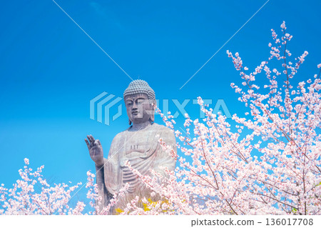 Ushiku Buddha and cherry blossoms in full bloom, Ibaraki Prefecture 136017708