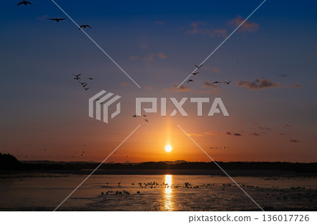 Izunuma Sun Pillar and the morning flight of migratory birds 136017726