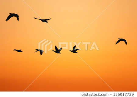 候鳥在晨曦中展翅飛翔 136017729