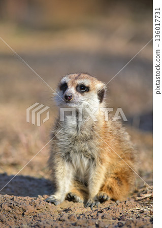 A meerkat sitting on the ground and looking into the distance 136017731