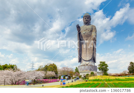 Ushiku Buddha and cherry blossoms in full bloom, Ibaraki Prefecture 136017786