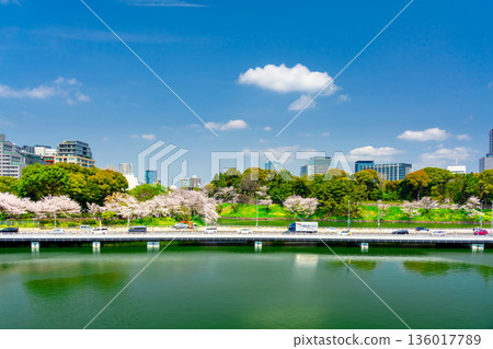 Spring in Tokyo, Chidorigafuchi: Cherry blossoms in full bloom 136017789