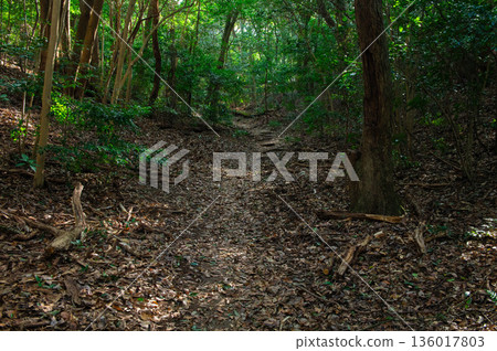 小台山健行步道(丸山路線) 小台山健行步道(丸山路線) 136017803